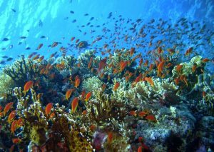 Careless-Reef-Hurghada